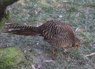 The golden pheasan (Chrysolophus pictus)
