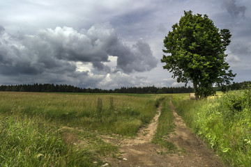 Fototapeta na wymiar Crossing the meadow under storm clouds with a large tree in the woods background