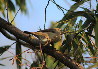 The house sparrow (Passer domesticus)