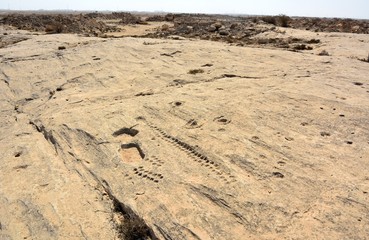 Fototapeta na wymiar Rock outcrop with ancient petroglyphs depicting fish and boats in Jebel Jassassiyeh in Northern Qatar.