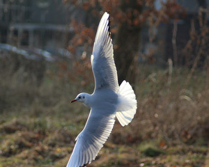 The black-headed gull (Chroicocephalus ridibundus)