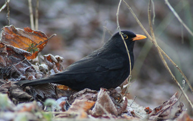 blackbird (Turdus merula)	