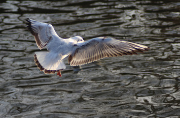 The black-headed gull (Chroicocephalus ridibundus)