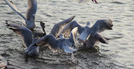 Obraz premium The black-headed gull (Chroicocephalus ridibundus)