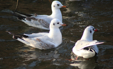 The black-headed gull (Chroicocephalus ridibundus)