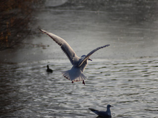 The black-headed gull (Chroicocephalus ridibundus)