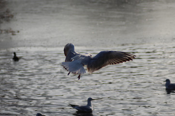 The black-headed gull (Chroicocephalus ridibundus)