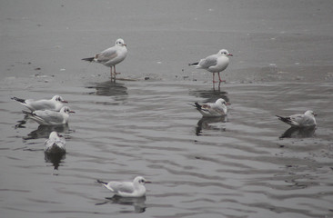 The black-headed gull (Chroicocephalus ridibundus)