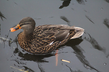 The mallard or wild duck (Anas platyrhynchos)	