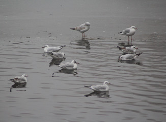 The black-headed gull (Chroicocephalus ridibundus)