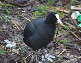 The Eurasian coot (Fulica atra)