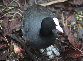 The Eurasian coot (Fulica atra)