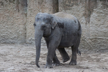 Naklejka premium Asian elephant (Elephas maximus)