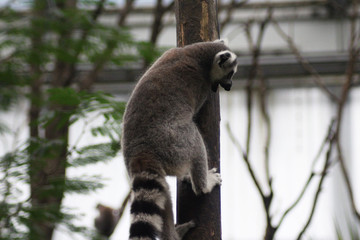 The ring-tailed lemur (Lemur catta)	