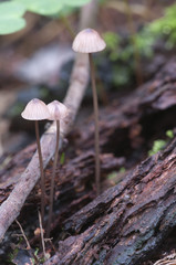 Mycena sanguinolenta