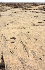 Rock outcrop with ancient petroglyphs depicting fish and boats in Jebel Jassassiyeh in Northern Qatar.