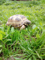 turtle on the grass