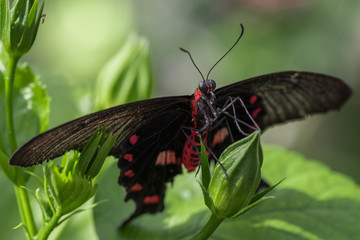 Red and black butterfly on flower bud