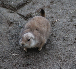 prairie dog	