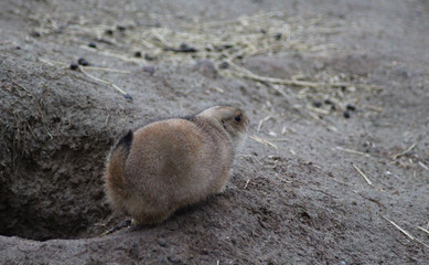 prairie dog	