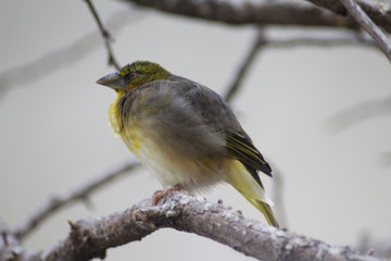 village weaver (Ploceus cucullatus)	