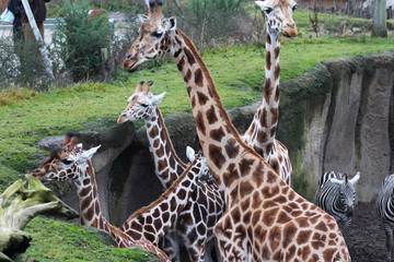 The northern giraffe (Giraffa camelopardalis)