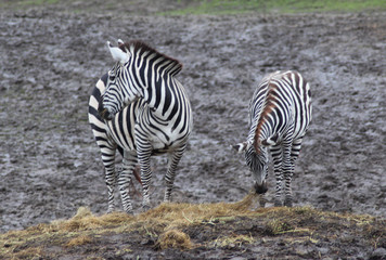 Obraz na płótnie Canvas The Grant's zebra (Equus quagga boehmi)