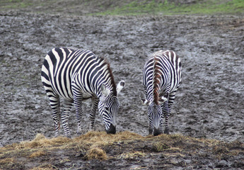 Fototapeta na wymiar The Grant's zebra (Equus quagga boehmi)