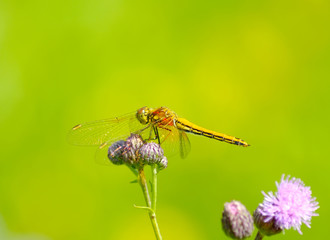 Yellow dragonfly on a flower