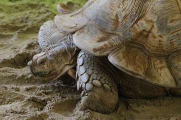 The African spurred tortoise (Centrochelys sulcata)