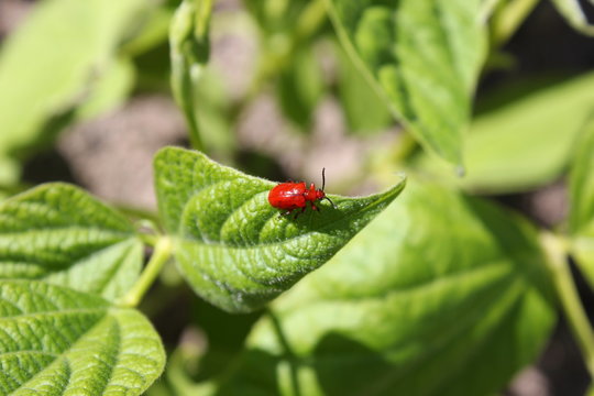 Feuerroter K&auml;fer auf einem gr&uuml;nen Blat