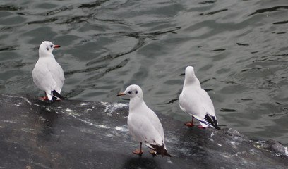 The black-headed gull (Chroicocephalus ridibundus)