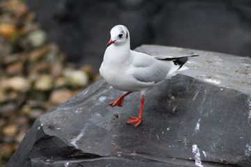 The black-headed gull (Chroicocephalus ridibundus)