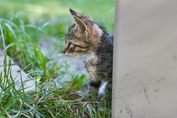 Hungry kitten