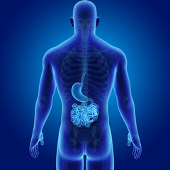 Stomach and small intestine with skeleton posterior view