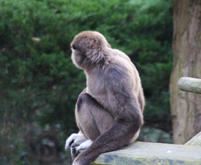 The yellow-throated marten (Martes flavigula)