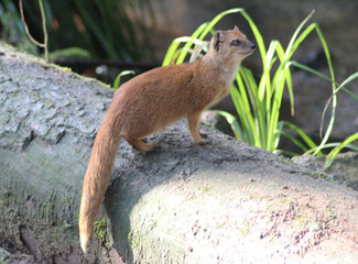 The yellow mongoose (Cynictis penicillata)	