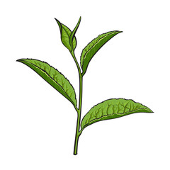 Hand drawn green tea leaf, side view sketch style vector illustration isolated on white background. Realistic hand drawing of green tea leaves, side view sketch style illustration, decoration element