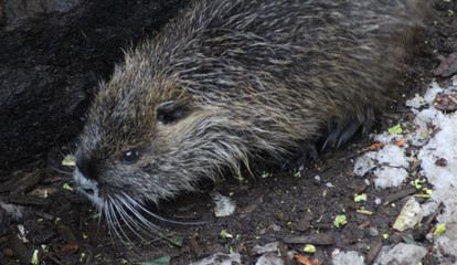 coypu (Myocastor coypus)	