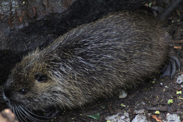 The Bengal tiger (Panthera tigris tigris)