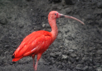 Red Ibis (Eudocimus ruber)