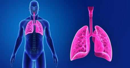 Lungs zoom with skeleton anterior view