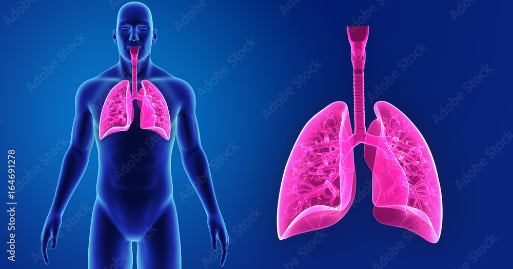 Wall mural lungs zoom with body anterior view