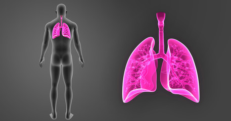Lungs zoom with body posterior view