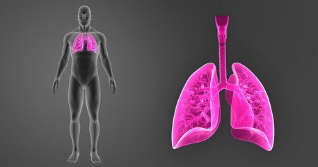 Lungs zoom with body anterior view