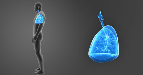 Lungs zoom with body lateral view