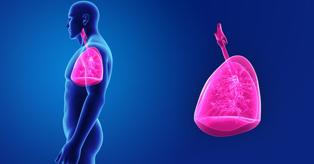Lungs zoom with body lateral view