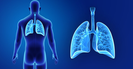 Lungs zoom with body posterior view