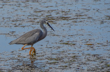 White-faced Heron