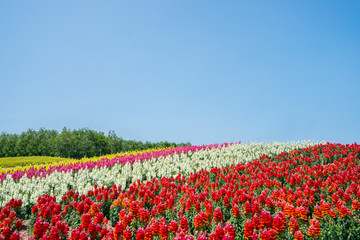 Blossoming flower fields at Hokkaido, Japan